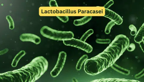 Lactobacillus Paracasei benefits