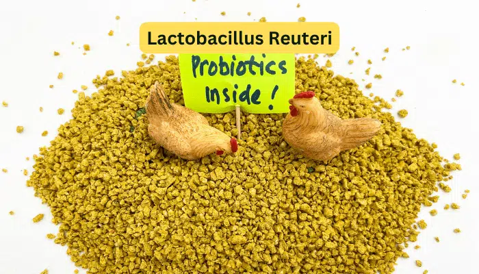 Lactobacillus Reuteri